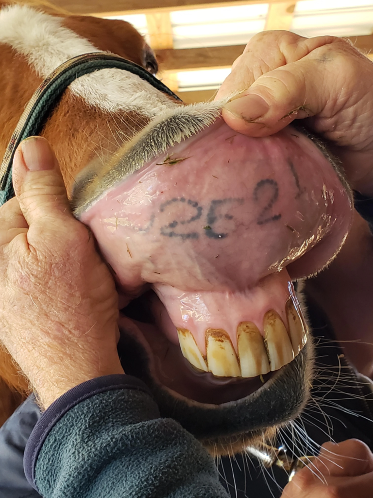 No More Lip TRPB Set For 2020 Digital Tattoo Mandate  Horse Racing News   Paulick Report